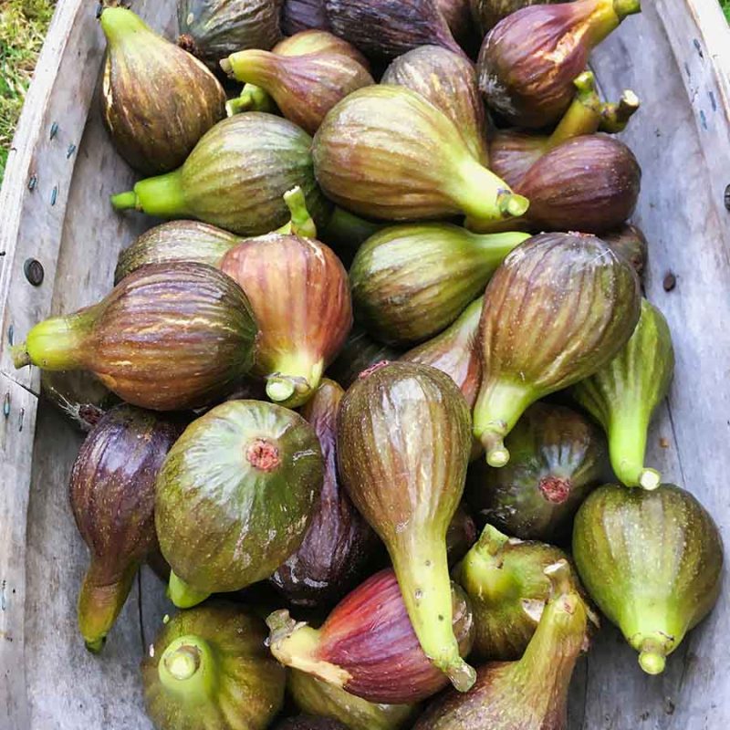 figs 1